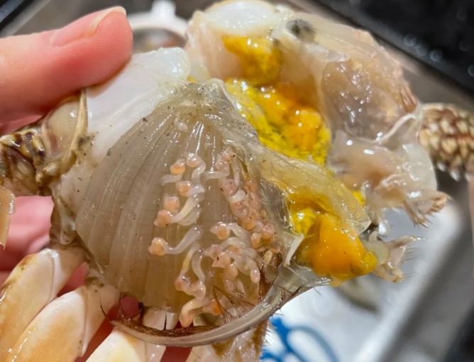 梭子蟹里爬满活物、蟹黄裸露在外 这种蟹还能吃吗? 梭子蟹里爬满活物、蟹黄裸露在外 这种蟹还能吃吗?