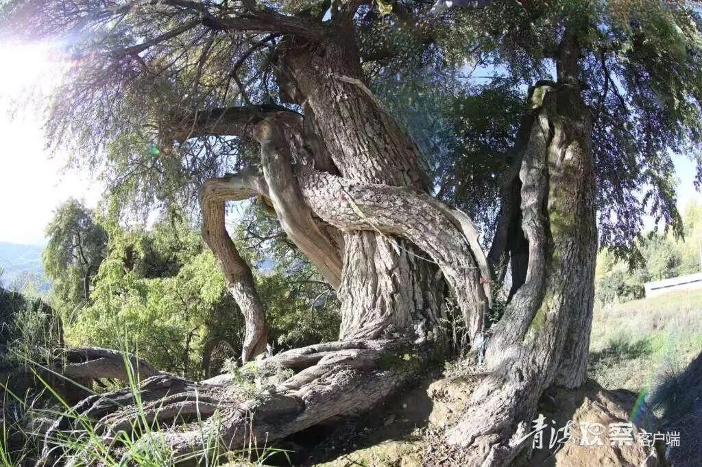 1400年树龄!青海两棵“古树王”都在这里 1400年树龄!青海两棵“古树王”都在这里
