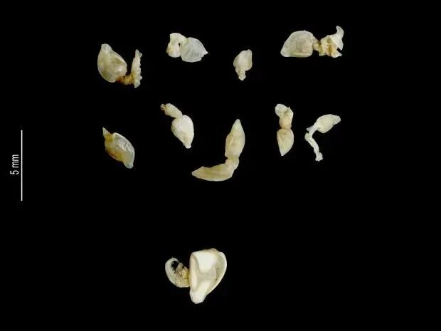 梭子蟹里爬满活物、蟹黄裸露在外 这种蟹还能吃吗? 梭子蟹里爬满活物、蟹黄裸露在外 这种蟹还能吃吗?