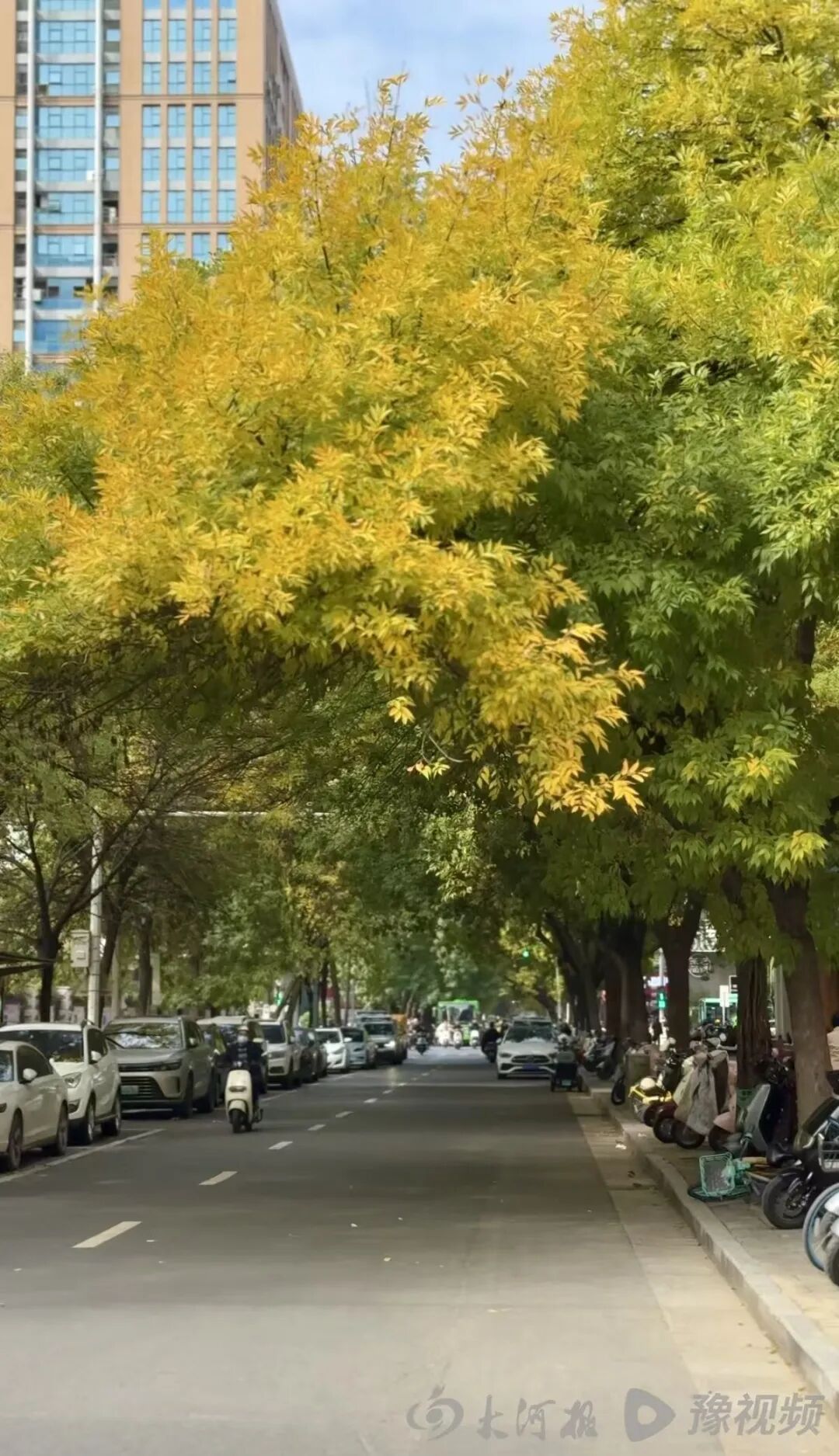 都恁冷了郑州法桐咋还不黄？河南周末起将迎一连串晴天，最高温重回20℃