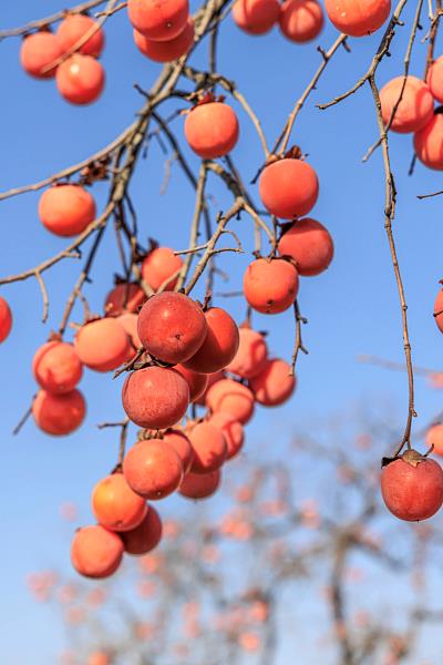近期大量上市!秋天幸福感最强的水果,营养又好吃 近期大量上市!秋天幸福感最强的水果,营养又好吃