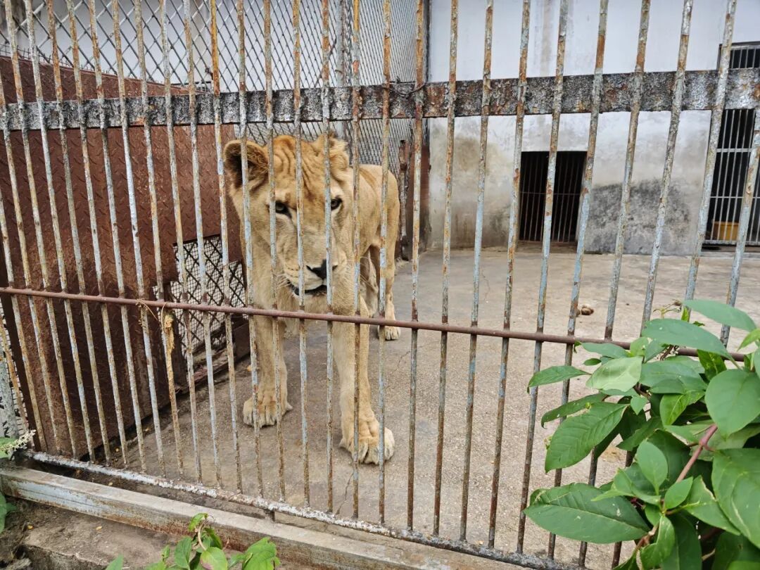 贵州一“原始风”动物园意外出圈！虎狮豹熊猴全都有，门票仅需20元