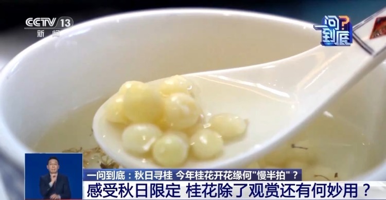 桂花开花“姗姗来迟” 最佳赏桂期持续多久？专家解读