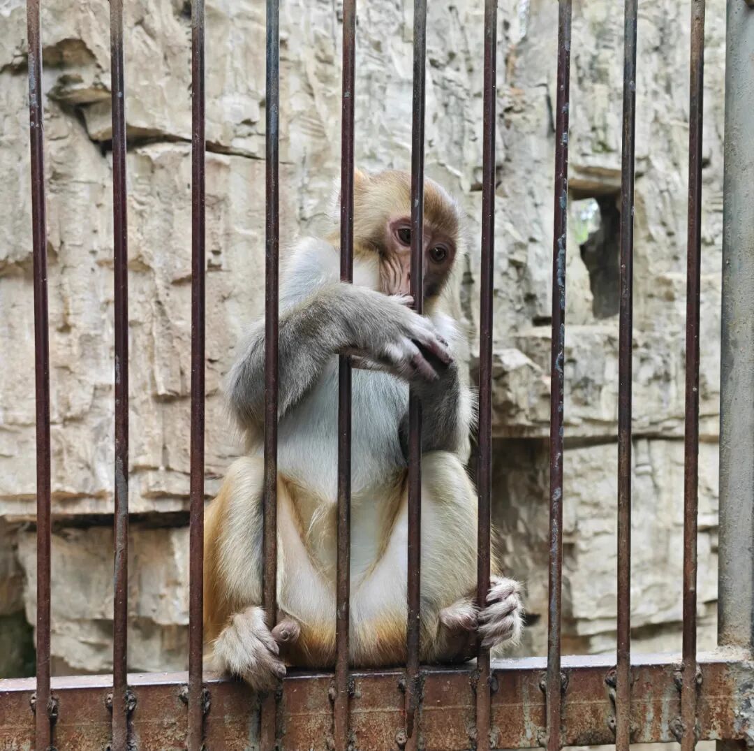 贵州一“原始风”动物园意外出圈！虎狮豹熊猴全都有，门票仅需20元