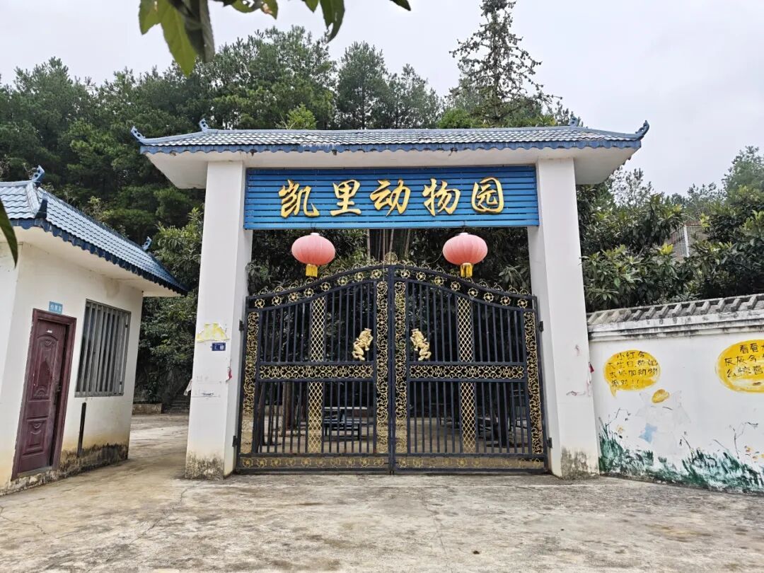 贵州一“原始风”动物园意外出圈！虎狮豹熊猴全都有，门票仅需20元