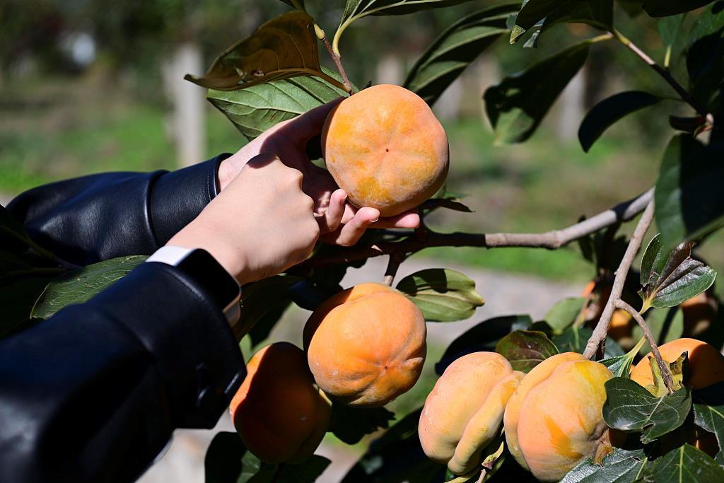 近期大量上市!秋天幸福感最强的水果,营养又好吃 近期大量上市!秋天幸福感最强的水果,营养又好吃