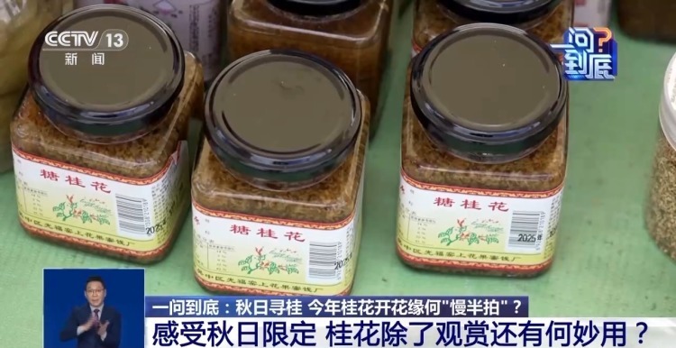 桂花开花“姗姗来迟” 最佳赏桂期持续多久？专家解读