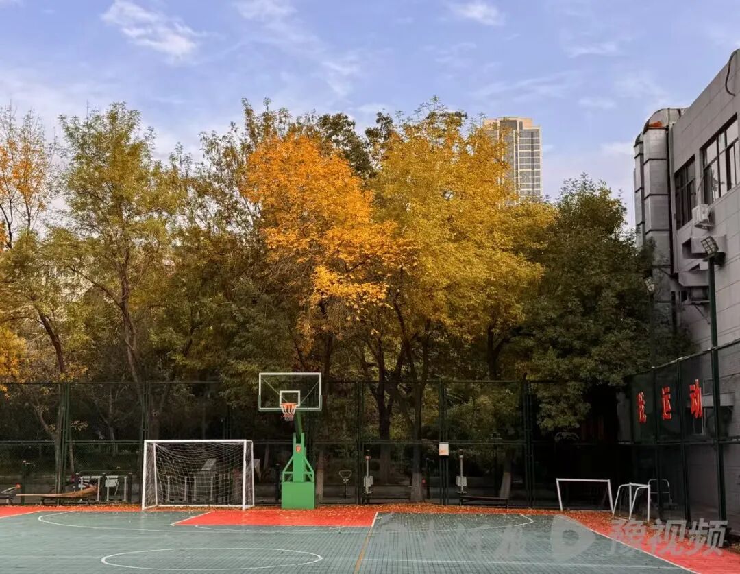 都恁冷了郑州法桐咋还不黄？河南周末起将迎一连串晴天，最高温重回20℃