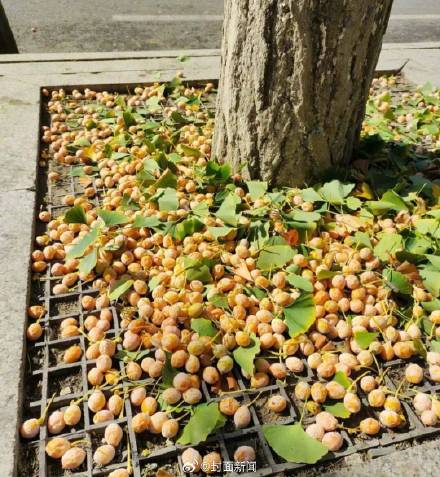 转发提醒!路边银杏果别随便吃 转发提醒!路边银杏果别随便吃