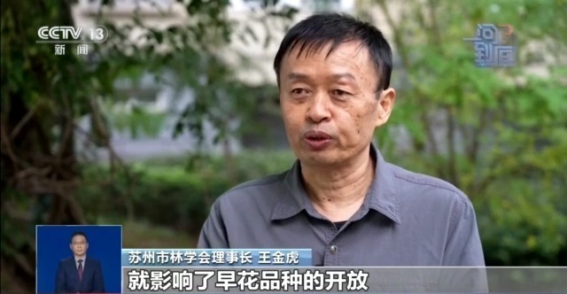 桂花开花“姗姗来迟” 最佳赏桂期持续多久？专家解读