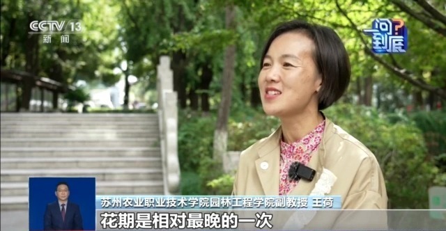 桂花开花“姗姗来迟” 最佳赏桂期持续多久？专家解读