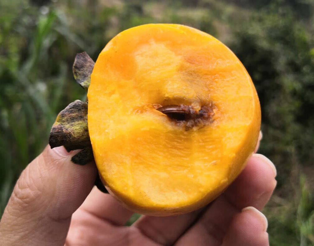 近期大量上市!秋天幸福感最强的水果,营养又好吃 近期大量上市!秋天幸福感最强的水果,营养又好吃