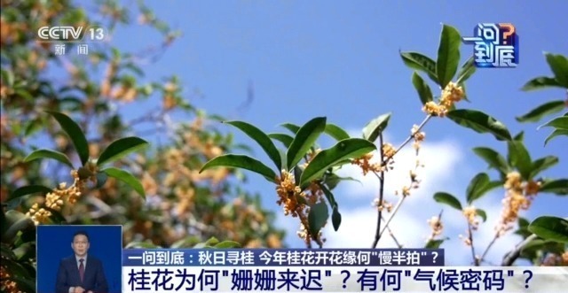 桂花开花“姗姗来迟” 最佳赏桂期持续多久？专家解读