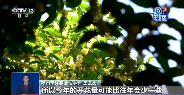 桂花开花“姗姗来迟” 最佳赏桂期持续多久？专家解读