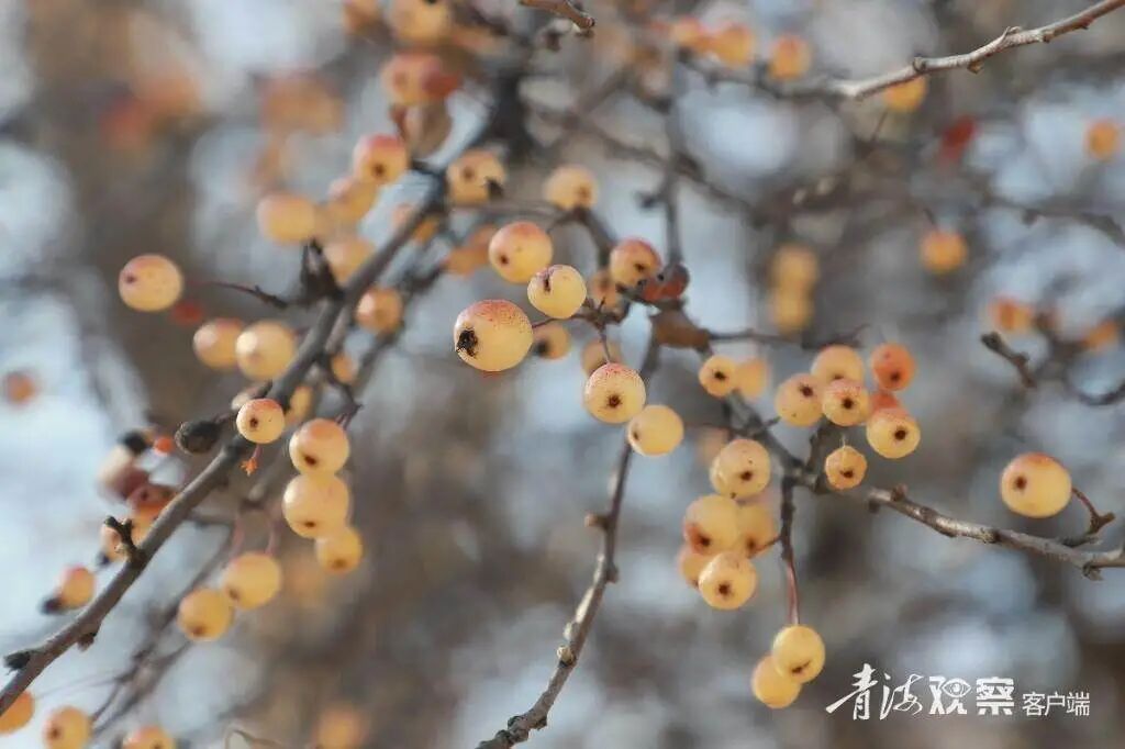 1400年树龄!青海两棵“古树王”都在这里 1400年树龄!青海两棵“古树王”都在这里