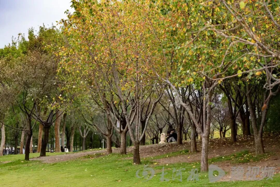 都恁冷了郑州法桐咋还不黄？河南周末起将迎一连串晴天，最高温重回20℃