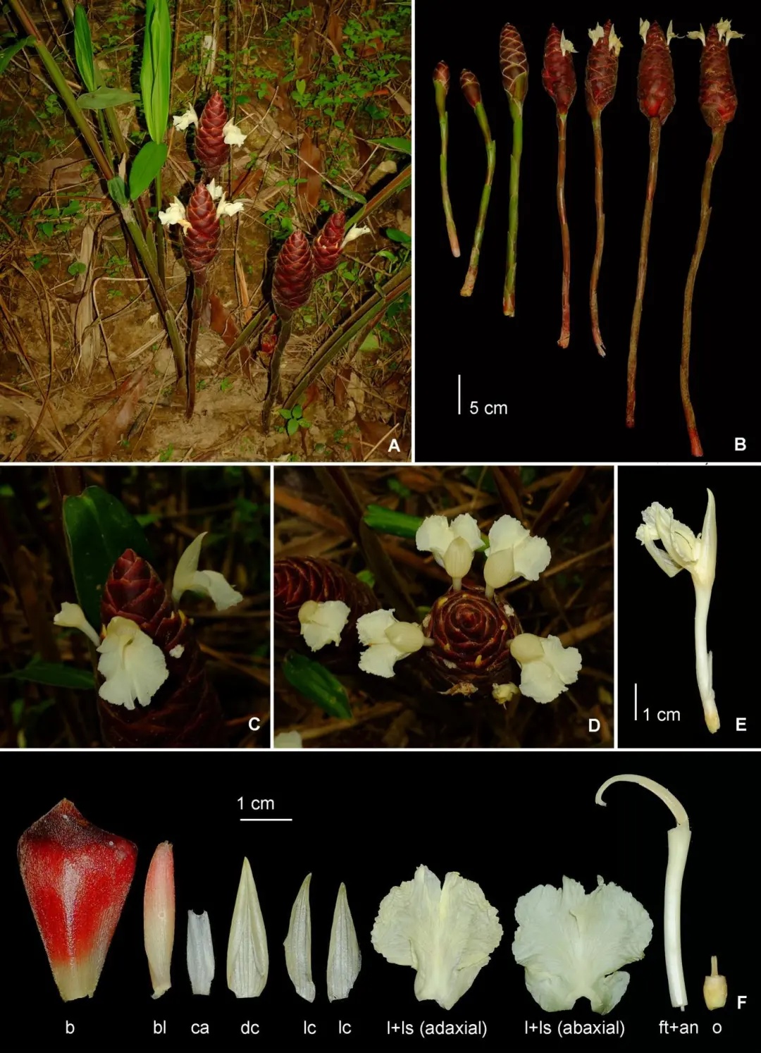 多毛紫色姜，被发现了！