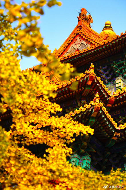 故宫筒子河畔的银杏叶黄了