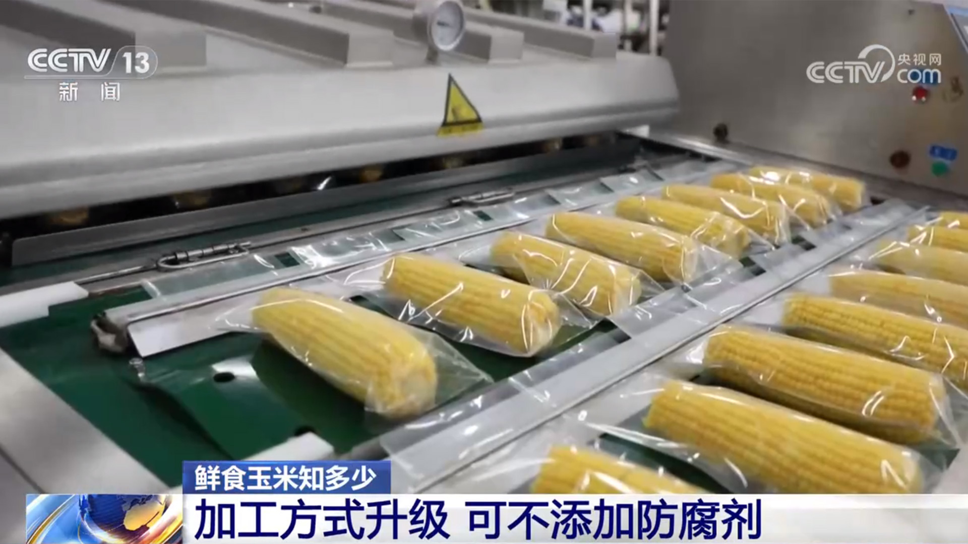 如何挑选口感好品质佳的鲜食玉米？这份指南请收好