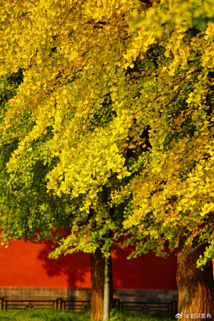 故宫筒子河畔的银杏叶黄了