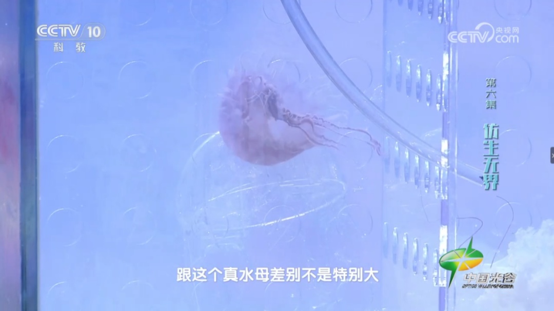 仅重一两！“水下幽灵”机器人研制成功