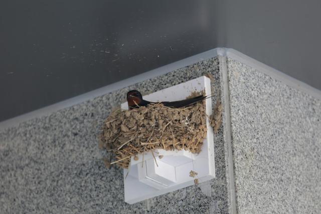 东北网友拍下大量燕子滞留,目击者:死了很多,已经飞不走了…… 东北网友拍下大量燕子滞留,目击者:死了很多,已经飞不走了……