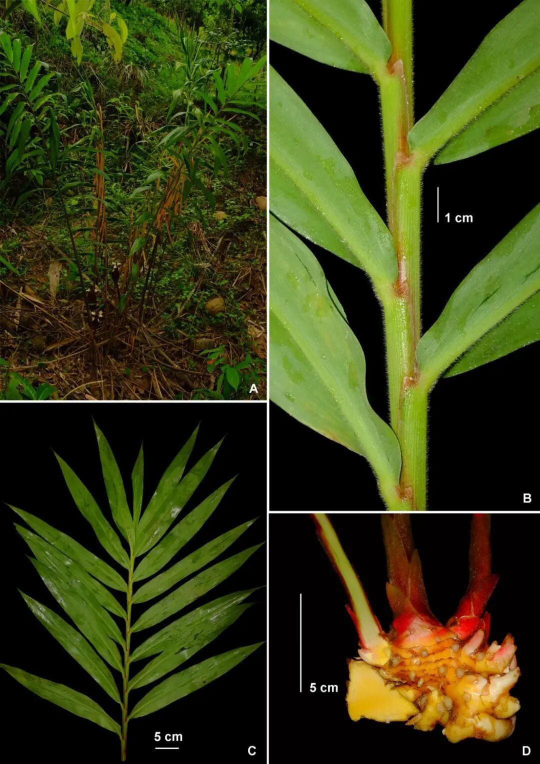 多毛紫色姜，被发现了！