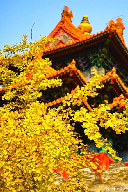 故宫筒子河畔的银杏叶黄了