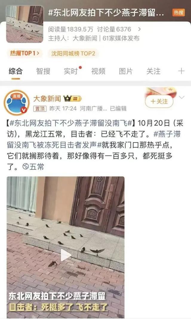 东北网友拍下大量燕子滞留,目击者:死了很多,已经飞不走了…… 东北网友拍下大量燕子滞留,目击者:死了很多,已经飞不走了……