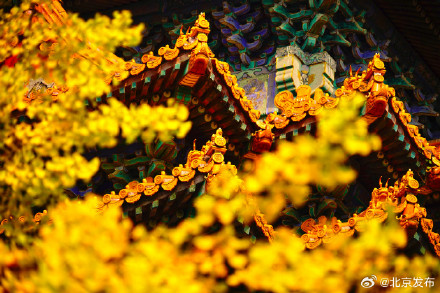 故宫筒子河畔的银杏叶黄了