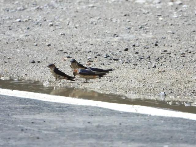 东北网友拍下大量燕子滞留,目击者:死了很多,已经飞不走了…… 东北网友拍下大量燕子滞留,目击者:死了很多,已经飞不走了……