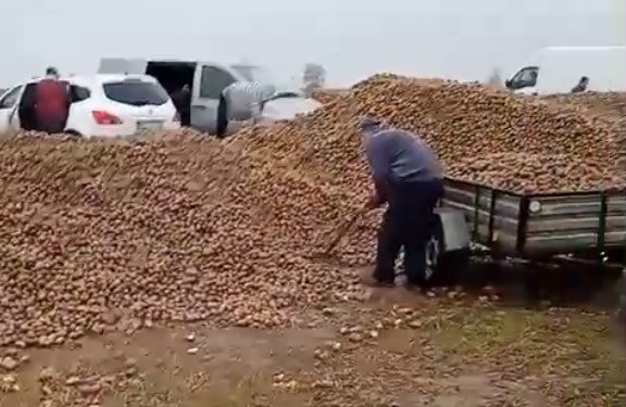 波兰68岁农民收获的150吨土豆被一夜搬空, 只因帖子遭篡改 波兰68岁农民收获的150吨土豆被一夜搬空, 只因帖子遭篡改