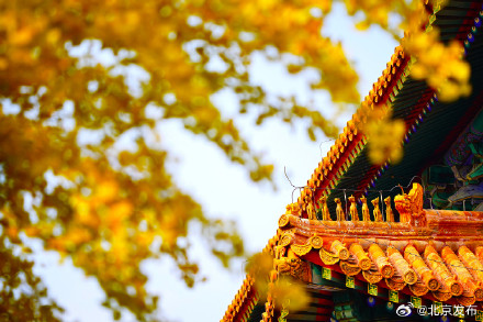 故宫筒子河畔的银杏叶黄了