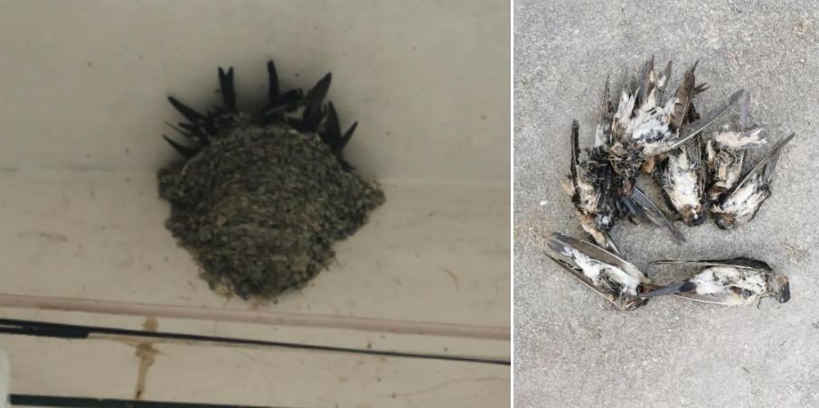 网友拍到大量燕子滞留,不少冻死在街头……它们为啥不往南飞? 网友拍到大量燕子滞留,不少冻死在街头……它们为啥不往南飞?