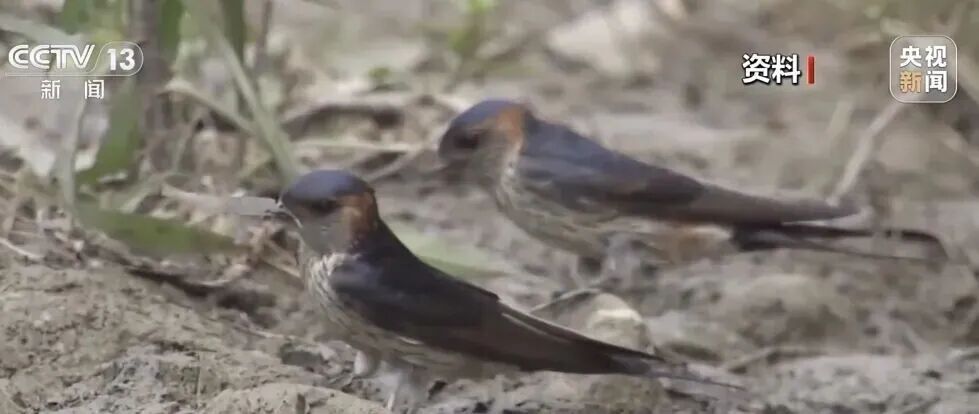 不少燕子滞留东北，部分已死亡，它们为什么不往南飞？