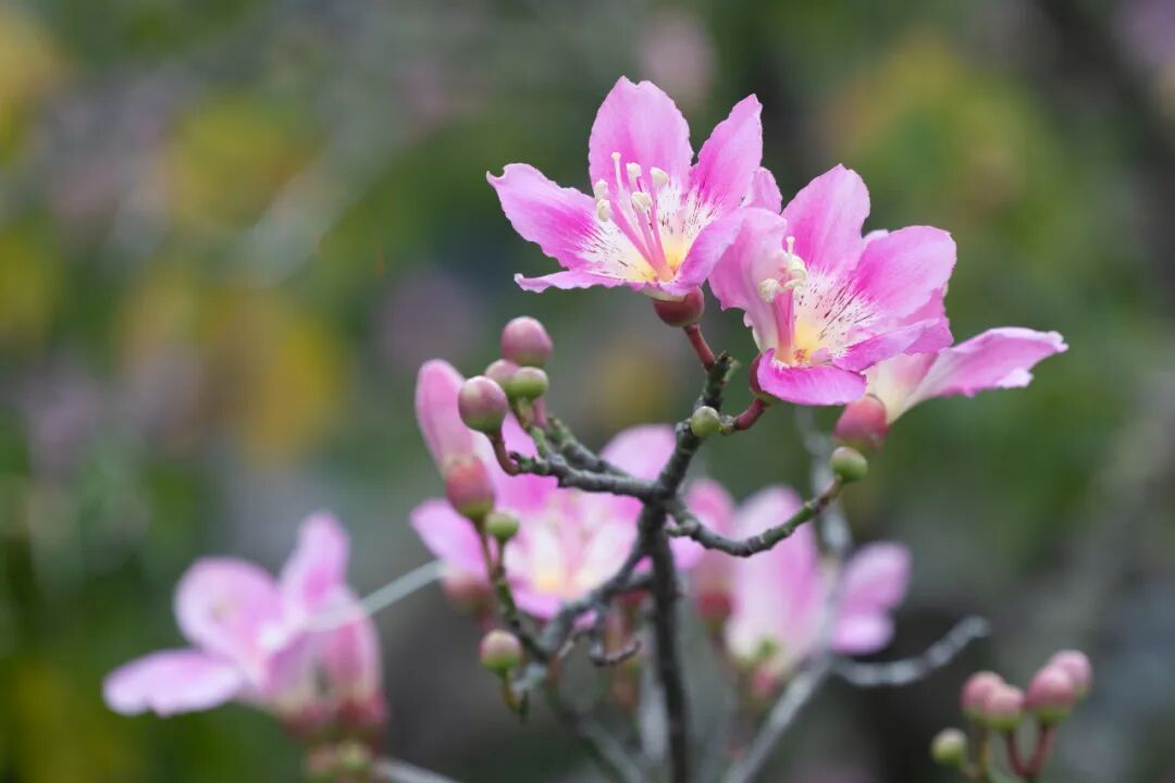 广东冷空气“续杯”!过后广州最高气温将上升到29℃,“乱穿衣”时段又来了→ 广东冷空气“续杯”!过后广州最高气温将上升到29℃,“乱穿衣”时段又来了→
