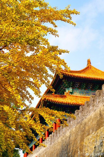 故宫筒子河畔的银杏叶黄了