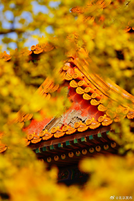 故宫筒子河畔的银杏叶黄了