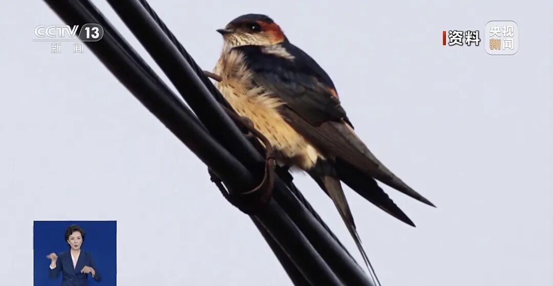不少燕子滞留东北，部分已死亡，它们为什么不往南飞？