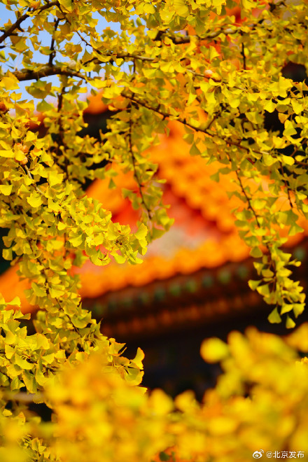 故宫筒子河畔的银杏叶黄了