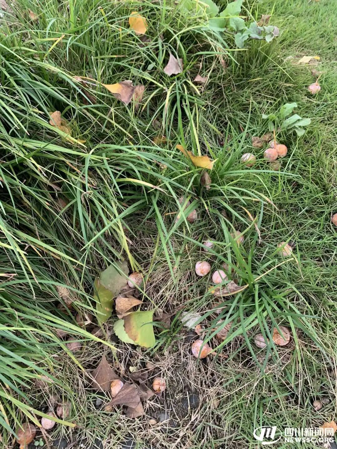 把秋天装进口袋？医生：街头银杏果“三不吃”