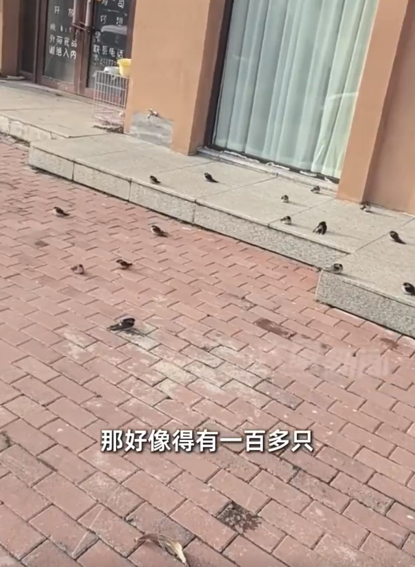 网友拍到大量燕子滞留,不少冻死在街头……它们为啥不往南飞? 网友拍到大量燕子滞留,不少冻死在街头……它们为啥不往南飞?