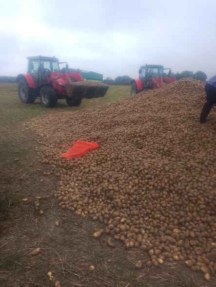 波兰68岁农民收获的150吨土豆被一夜搬空, 只因帖子遭篡改 波兰68岁农民收获的150吨土豆被一夜搬空, 只因帖子遭篡改