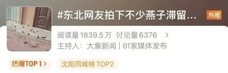 网友拍到大量燕子滞留,不少冻死在街头……它们为啥不往南飞? 网友拍到大量燕子滞留,不少冻死在街头……它们为啥不往南飞?