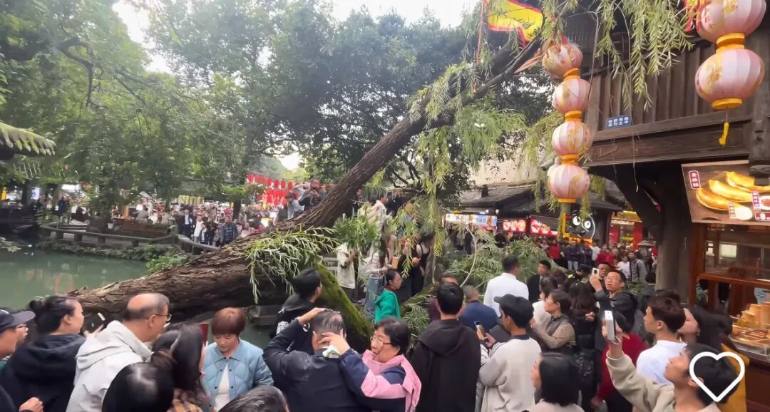 成都一古树突然倾倒砸伤2人,目击者:树是空心的,伤者头部流血;当地:树木内部长久腐烂导致断裂 成都一古树突然倾倒砸伤2人,目击者:树是空心的,伤者头部流血;当地:树木内部长久腐烂导致断裂