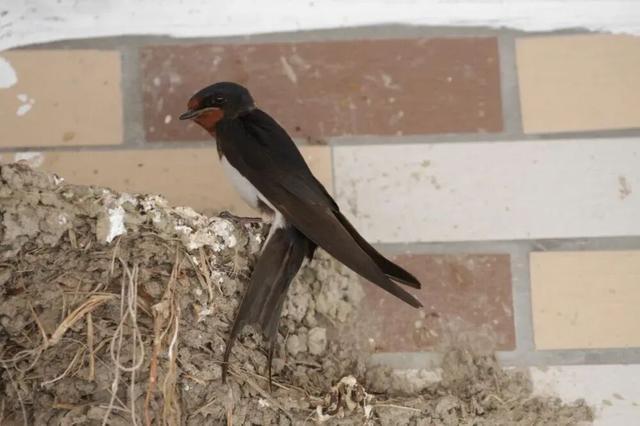 东北网友拍下大量燕子滞留,目击者:死了很多,已经飞不走了…… 东北网友拍下大量燕子滞留,目击者:死了很多,已经飞不走了……