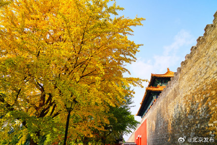 故宫筒子河畔的银杏叶黄了