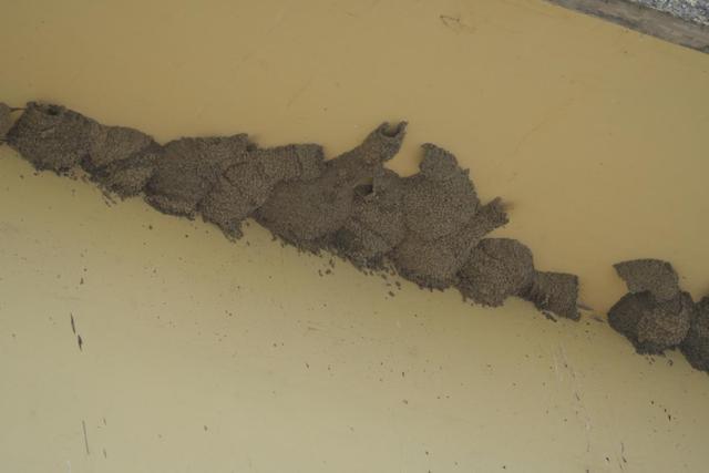 东北网友拍下大量燕子滞留,目击者:死了很多,已经飞不走了…… 东北网友拍下大量燕子滞留,目击者:死了很多,已经飞不走了……