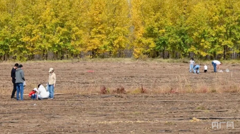 正大光明“偷”甘蔗,“小偷”们付了6000多元,图啥? 正大光明“偷”甘蔗,“小偷”们付了6000多元,图啥?