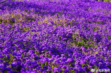 北京海淀这里,“藏”着一片紫色花海! 北京海淀这里,“藏”着一片紫色花海!